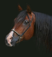 Benutzeravatar